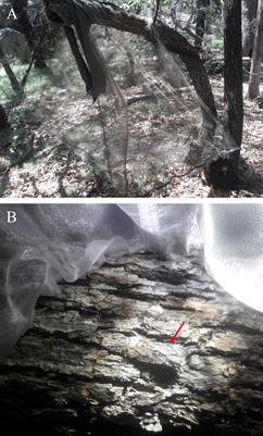 Proactive classical biological control of Lycorma delicatula (Hemiptera: Fulgoridae) in California (U.S.): Host range testing of Anastatus orientalis (Hymenoptera: Eupelmidae)